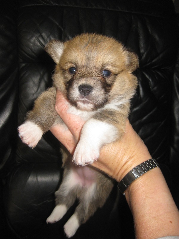 Puppies